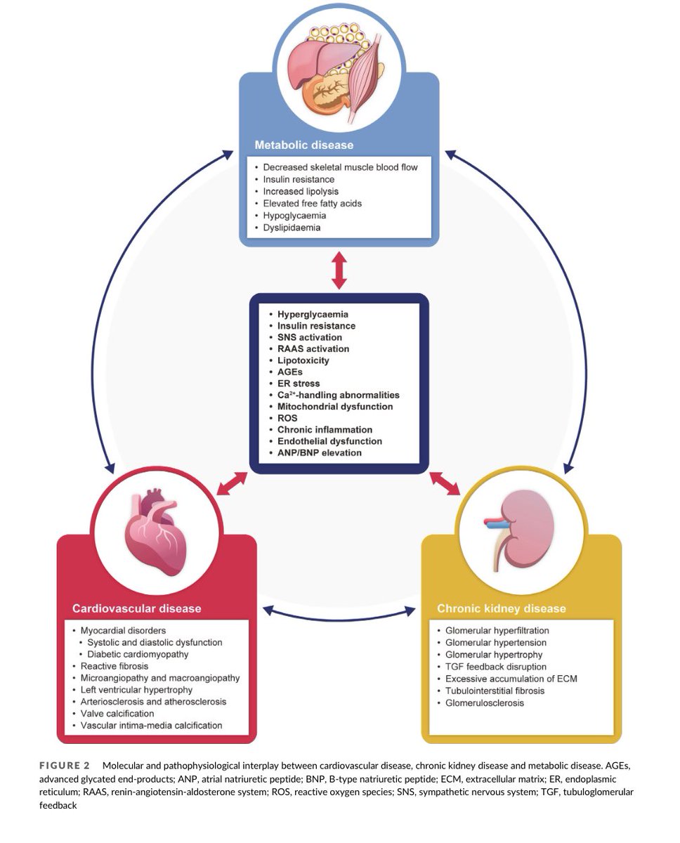 Interconnection between cardiovascular, renal and metabolic disorders: A narrative review with a focus on Japan. Nice iconography #endocare #endopower <a href="/sociedadSEEN/">Sociedad SEEN</a> <a href="/SEDiabetes/">SED Diabetes</a> <a href="/secardiologia/">Soc Esp Cardiología</a> <a href="/SENefrologia/">S.E.N. Nefrología</a> <a href="/SEMERGENap/">SEMERGEN | Médicos de AP #SEMERGEN25</a> <a href="/semfyc/">semFYC</a> dom-pubs.onlinelibrary.wiley.com/doi/10.1111/do…