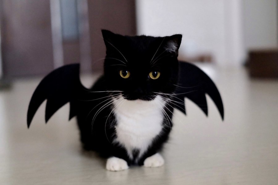 Take Meow Hand on Twitter: 