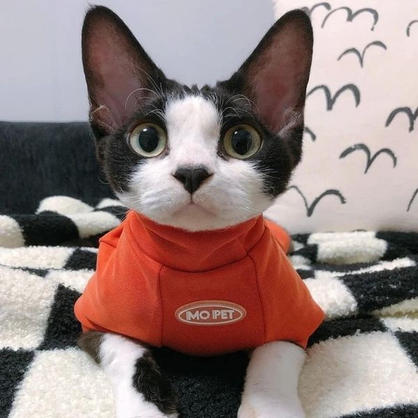 Take_Meow_Hand's tweet image. Super cute 😘