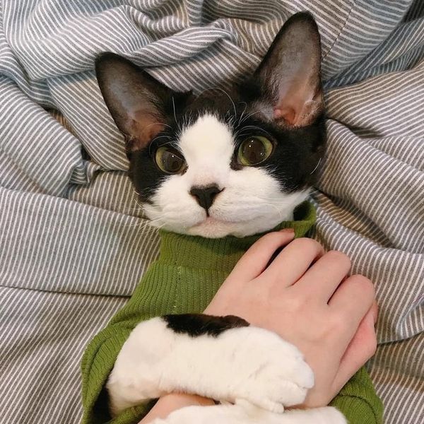 Take_Meow_Hand's tweet image. Super cute 😘