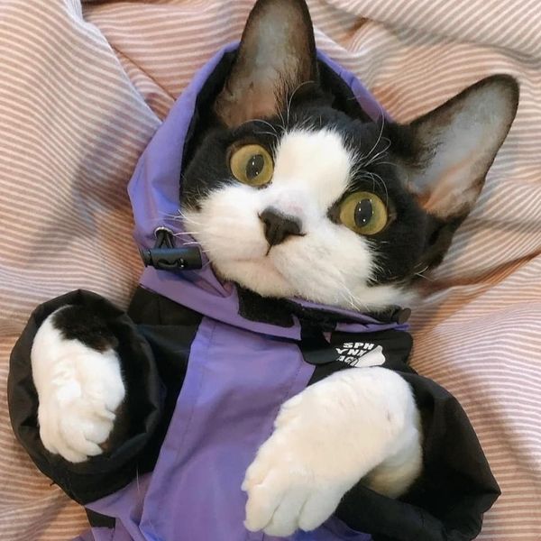 Take_Meow_Hand's tweet image. Super cute 😘