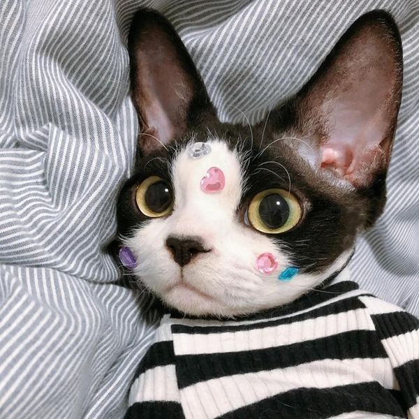 Take_Meow_Hand's tweet image. Super cute 😘