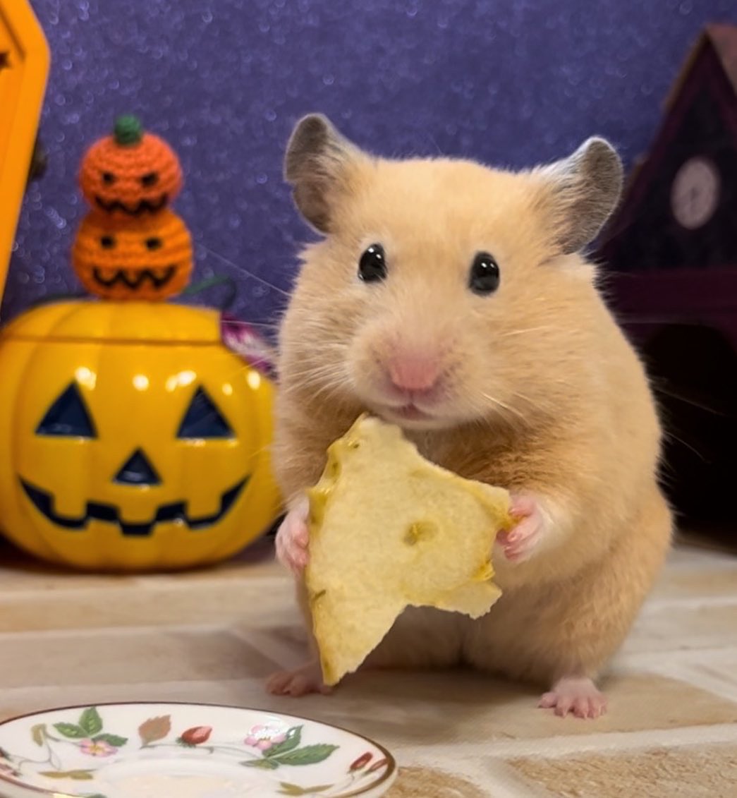 hamstertomory's tweet photo. Happy Halloween 🐹🎃👻🍭💕
#ハロウィン #Halloween #ハムスター #hamster #madeleine https://t.co/yuHp0oGg17