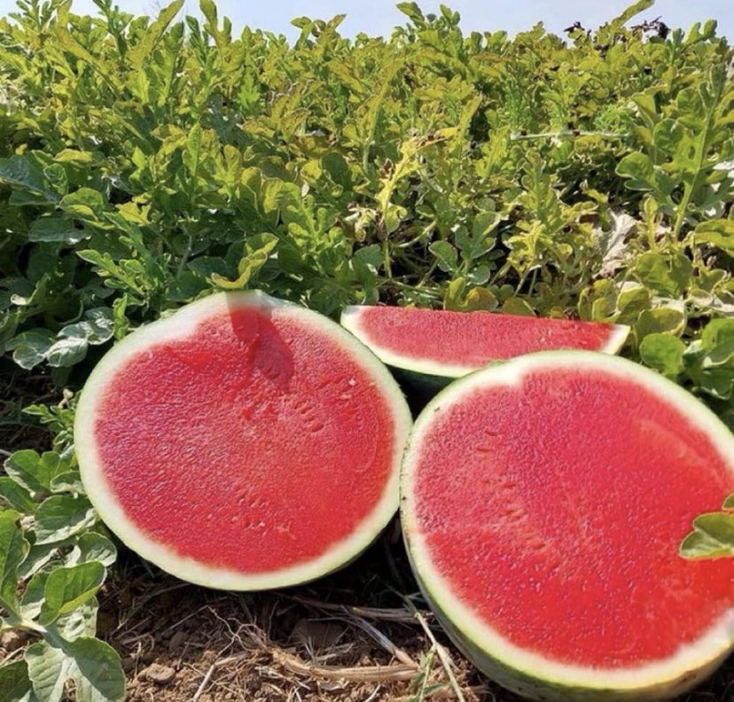 GagaUwera's tweet photo. Happy new month farmers! https://t.co/fuRbxK5sDQ