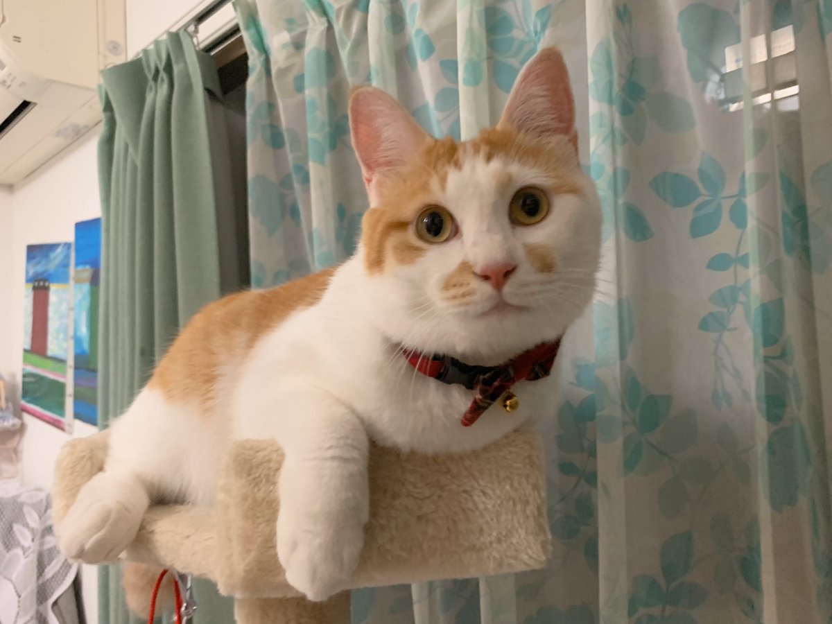 YukaAiAiA's tweet photo. 時々、イルカっぽいチャイ

#茶白猫 #猫 #cat #gatto #mixcat  #redwhitecat #catlover  #美猫 #catart #catlover #猫の居る暮らし #猫好きさんと繋がりがりたい #ねこ #猫がいる幸せ #kawaii #かわいい猫 https://t.co/yePvVL6ClS