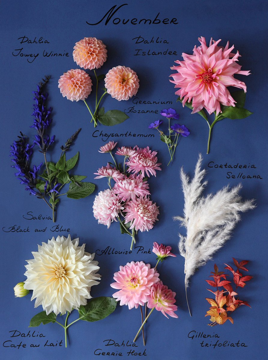 1st of November! Flowers from my garden. 
New 2023 Garden Calendar is now available on my website.