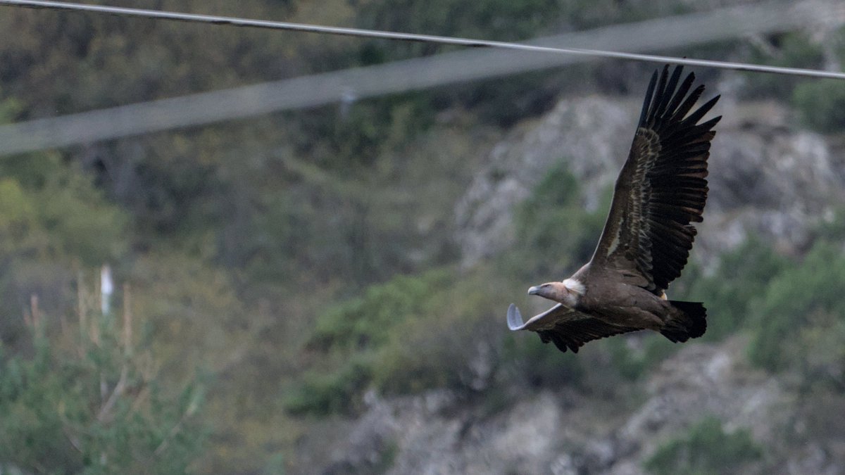 Voltor Comú | Buitre Leonado
#VoltorComú #BuitreLeonado #Gypsfulvus #EurasianGriffonVulture
#Nikon #amateurphotography #birding #birdingphotography
#natura #nature #naturaleza #Birds #Ocells #Aves #tamron #birdingcatalunya