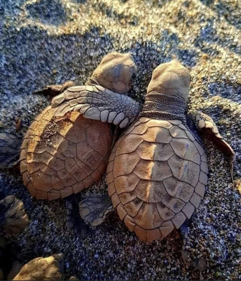 Even turtles need a hug!