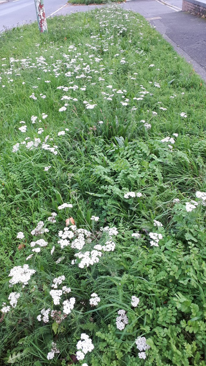 Just how good is Yarrow looking at the moment? Swathes of it on so many verges around Bournemouth! Great, late food source for insects. Photos taken along Castle Lane 30.10.22.