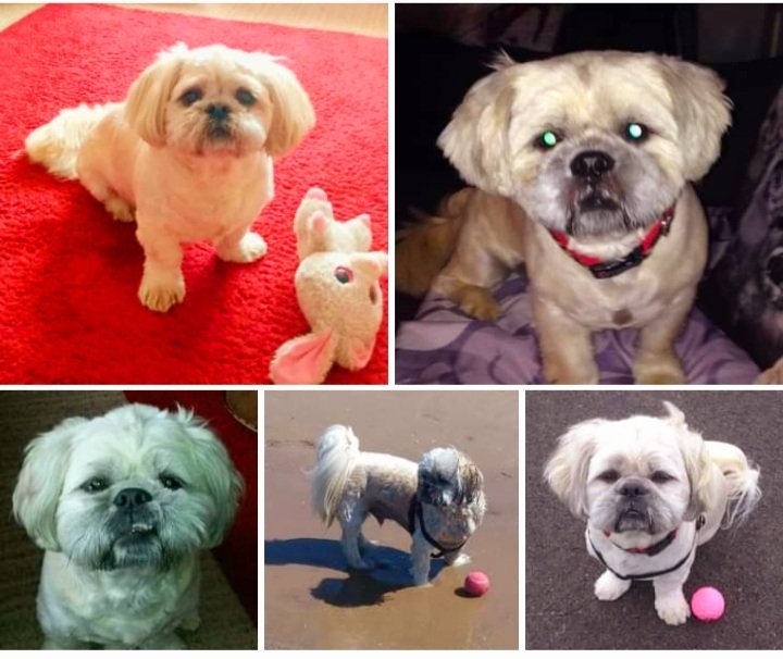 GillianLucas81's tweet photo. Happy Birthday to my beautiful boy Charlie who is 10 today.. 💙🐾 10 years old I cannot believe where the time has gone my lovely boy you are the cutest and I love you so very very much. The cuddles can't help but cheer me up. ❤️ #dogsarefamily https://t.co/KKtGnKPGVu