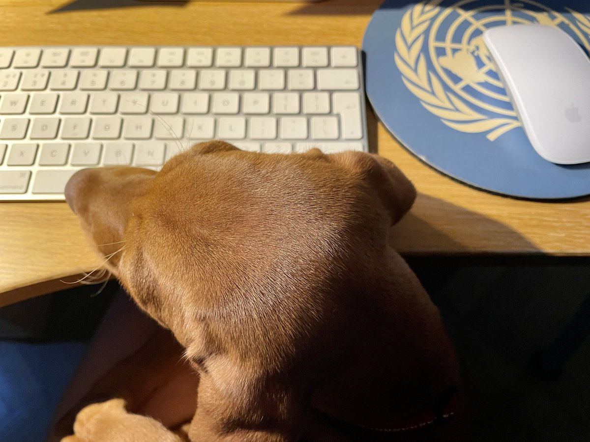 SvBillerbeck's tweet photo. New RA #scholardogs #academicdogs https://t.co/sxi8hjiC5y