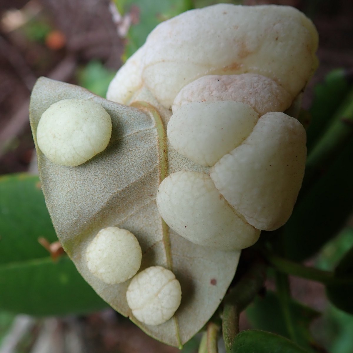ハクサンシャクナゲの玉もち病 Exobasidium hemisphaericum．白井（1896）『本邦産餅病菌屬新種之説』にて新種記載され，これによると本菌の和名は「しやくなぎのもちびやうのかび」とのこと．doi.org/10.15281/jplan… #珍菌