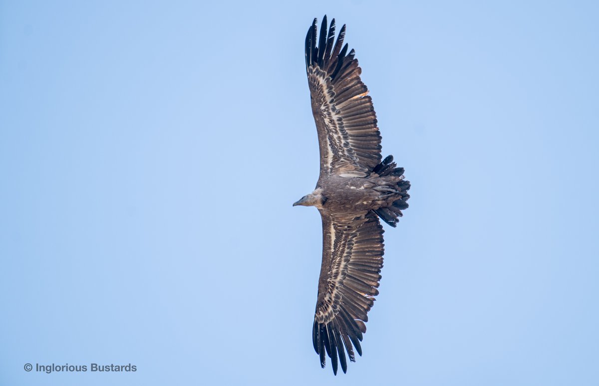 Concluding our tour here y'day - 1,114 imm Griffon Vultures passing by this perplexed adult (pic) crossing The #Straits over our heads alongside Short-toed and Booted Eagles, 17 late Black Kites and White Storks. We also spotted a roosting imm Rüppell's Vulture😊#FlywayBirding