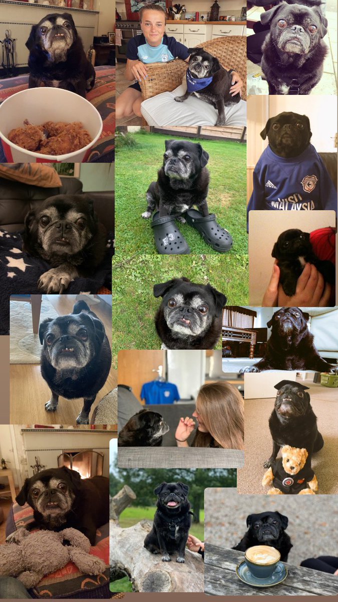 ffi__ffi's tweet photo. 12 years of pure joy. Happy birthday Olly the pug❤️ https://t.co/GktYrTjwHh