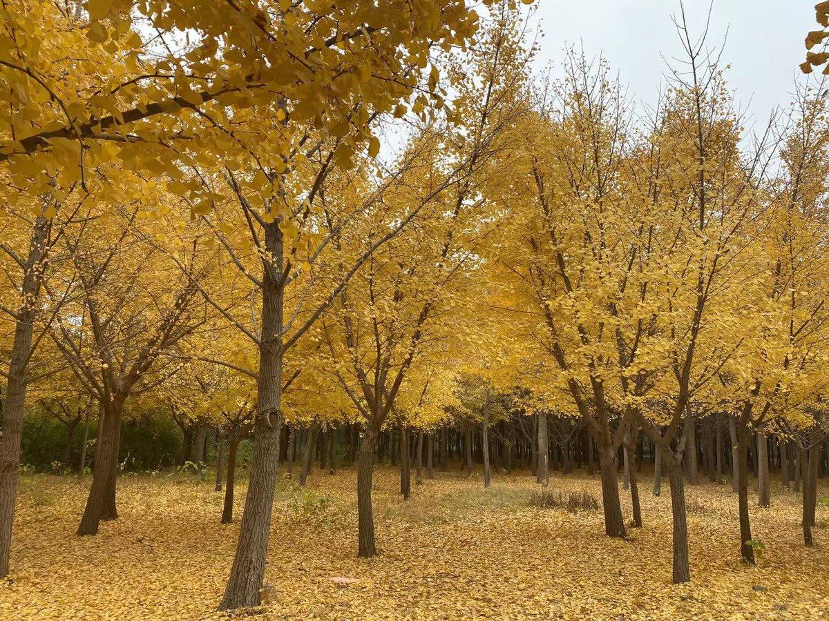 Autumn in China