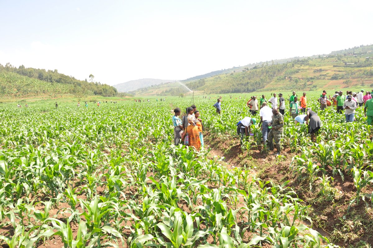 Kamonyi District tweet media