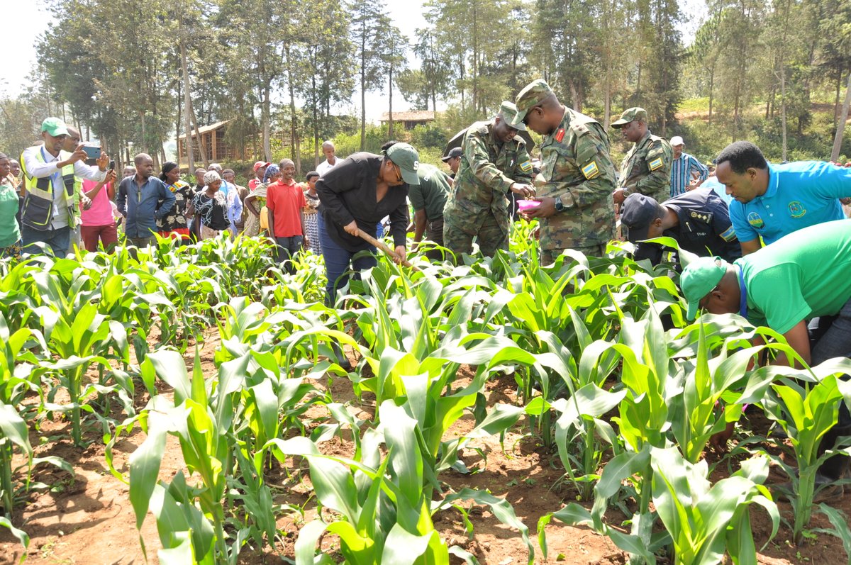 Min. w'ubuhinzi <a href="/RwandaAgri/">Ministry of Agriculture & Animal Resources |Rwanda</a> <a href="/g_mukeshimana/">GerardineMukeshimana</a> ari mu gishanga cya Gikoro gikorerwamo na koperative COAMALEKA, mu gikorwa cyo gutera ifumbire ku gihingwa cy'ibigori. Gushyira ifumbira ku gihingwa bituma gikura gitohagiye kandi ukaba wizeye ko kizatanga umusaruro ufatika <a href="/RwandaSouth/">Southern Province | Rwanda</a>