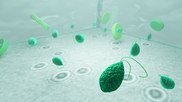 Forskare <a href="/goteborgsuni/">Göteborgs universitet / University of Gothenburg</a> kan nu studera enskilda planktonceller för första gången. Ljus som bryts genom cellen skapar ett #hologram som kan studeras i stället för själva cellen. <a href="/FysikGU/">Fysik vid Göteborgs universitet</a> #marinbiologi #forskning
bit.ly/3Ns4JYO