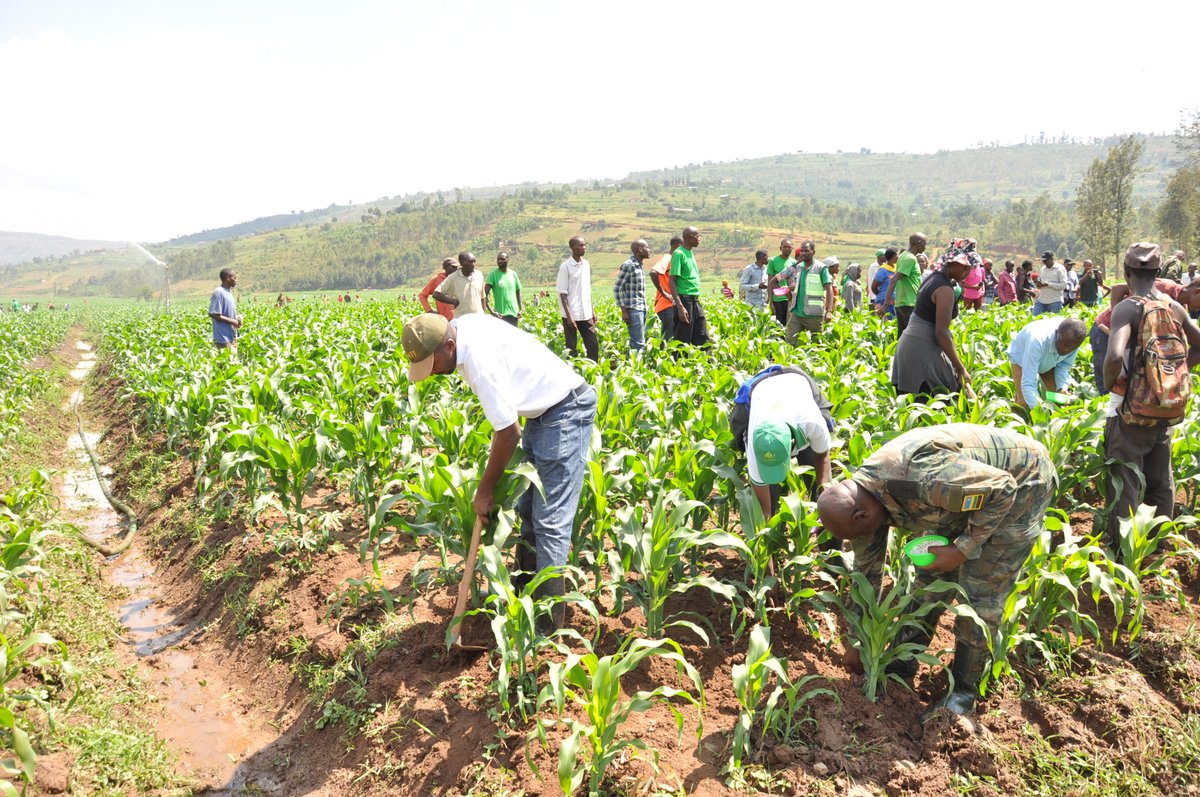 Kamonyi District tweet media