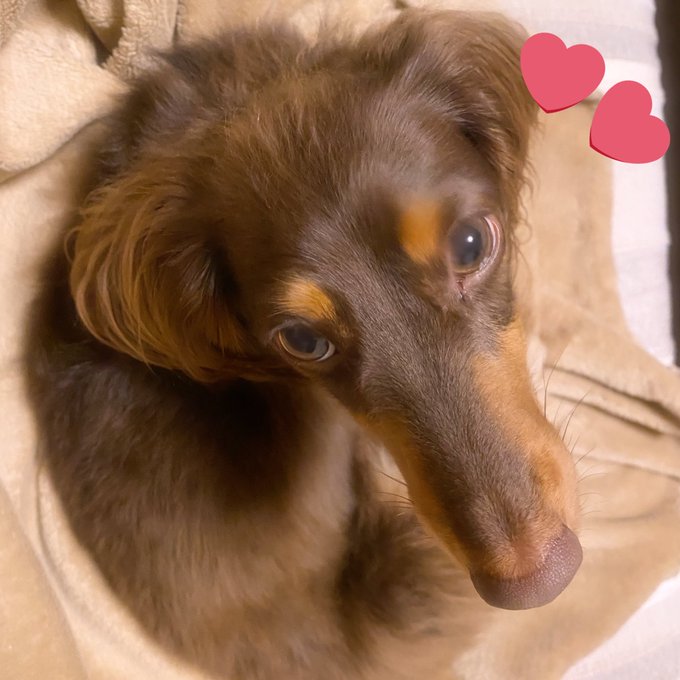 ç¬ã®æ¥ãšèããŠâŠð¶