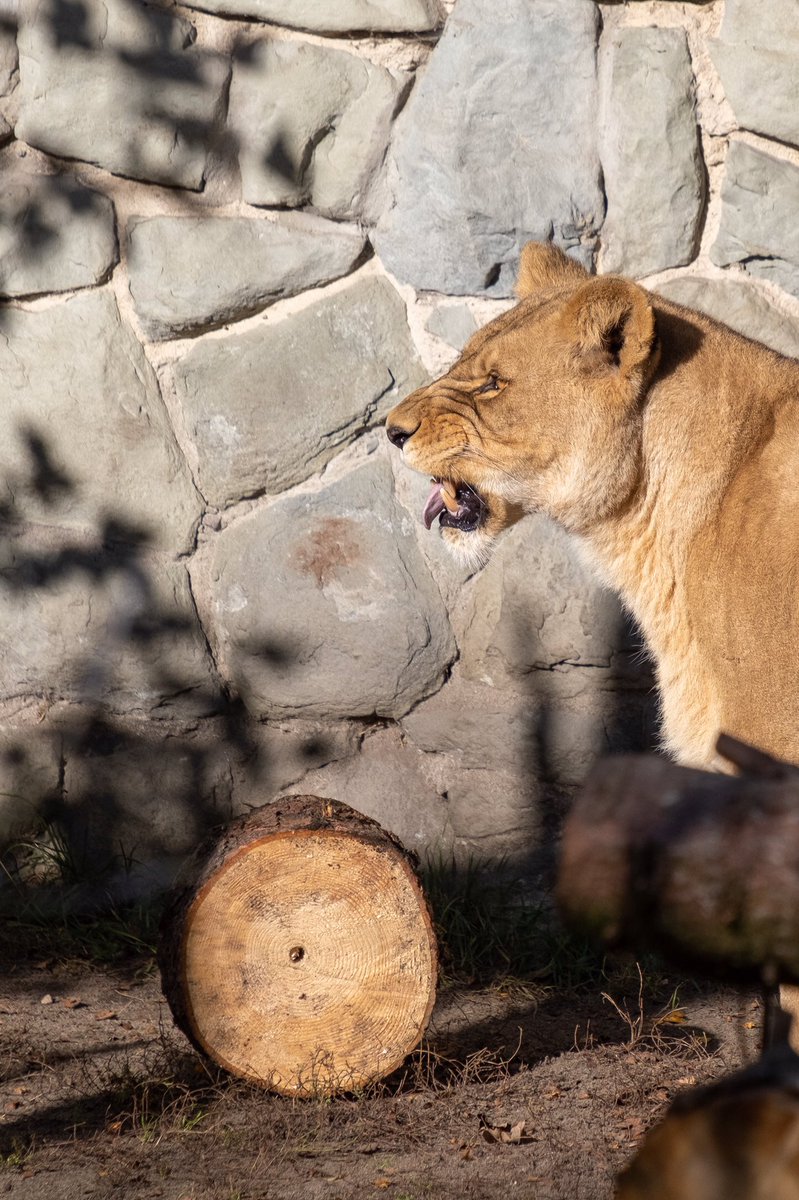 2022.10.26 #lew #lwica #lion #lioness 
.
.
.
.
.
#zoo #zookeeper #zoophotography #igerspoland #igers_katowice #ig_animals #animalphotography #zooanimalsofinstagram #slaskiezoo #xt3 #fujinon55200mm #fujifilm #fujilove