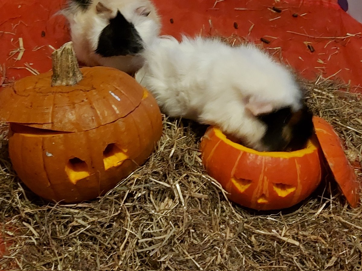 staceyhillhouse's tweet photo. Happy Halloween from sven and kristoff #guineapig #pumpkin https://t.co/elknHG7pm6
