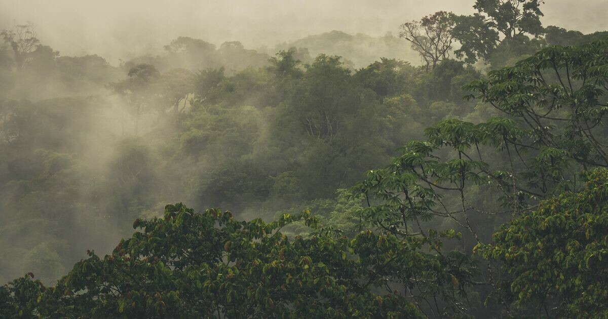 L'exceptionnelle biodiversité de la Guyane menacée par le changement climatique… ➡️ Explications : l.franceinter.fr/Ug3 #ChroniquesLittorales