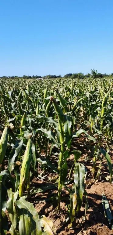 Post-harvest losses occur between the time of harvest and the time of human consumption. Farmers in Mozambique have been introduced to affordable management and storage technologies to help reduce post-harvest losses.
Read: ifdc.org/2022/10/15/lea…