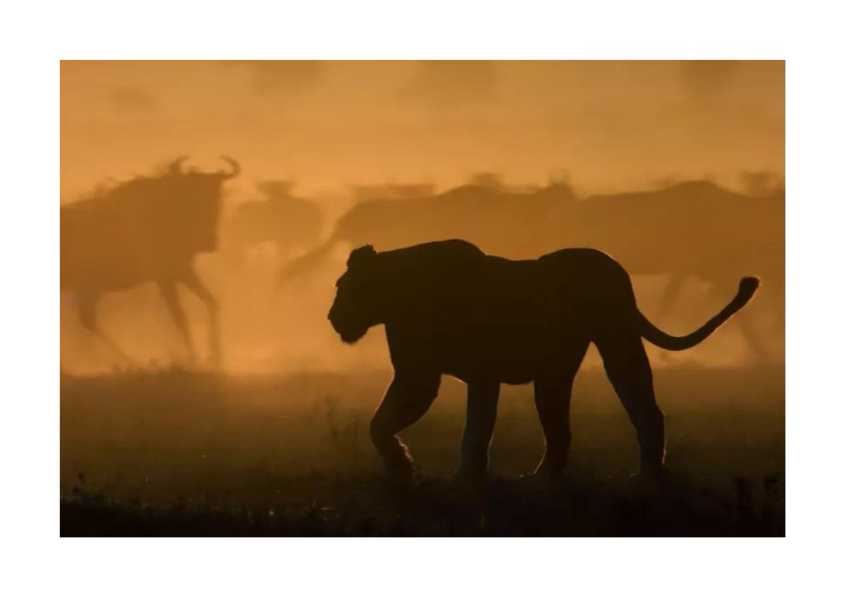 Route Wild Safaris 🐾 tweet media