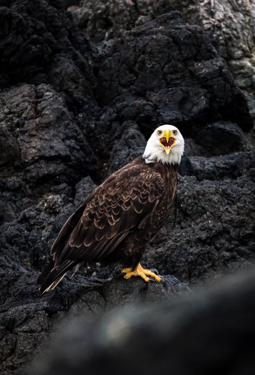 Wild Wit Photography tweet media