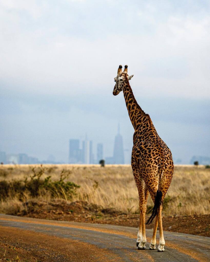 Evening traffic in #NairobiNationalPark 10-26-22 #andrewstuartphotos instagr.am/p/Cka4g-sDo-K/