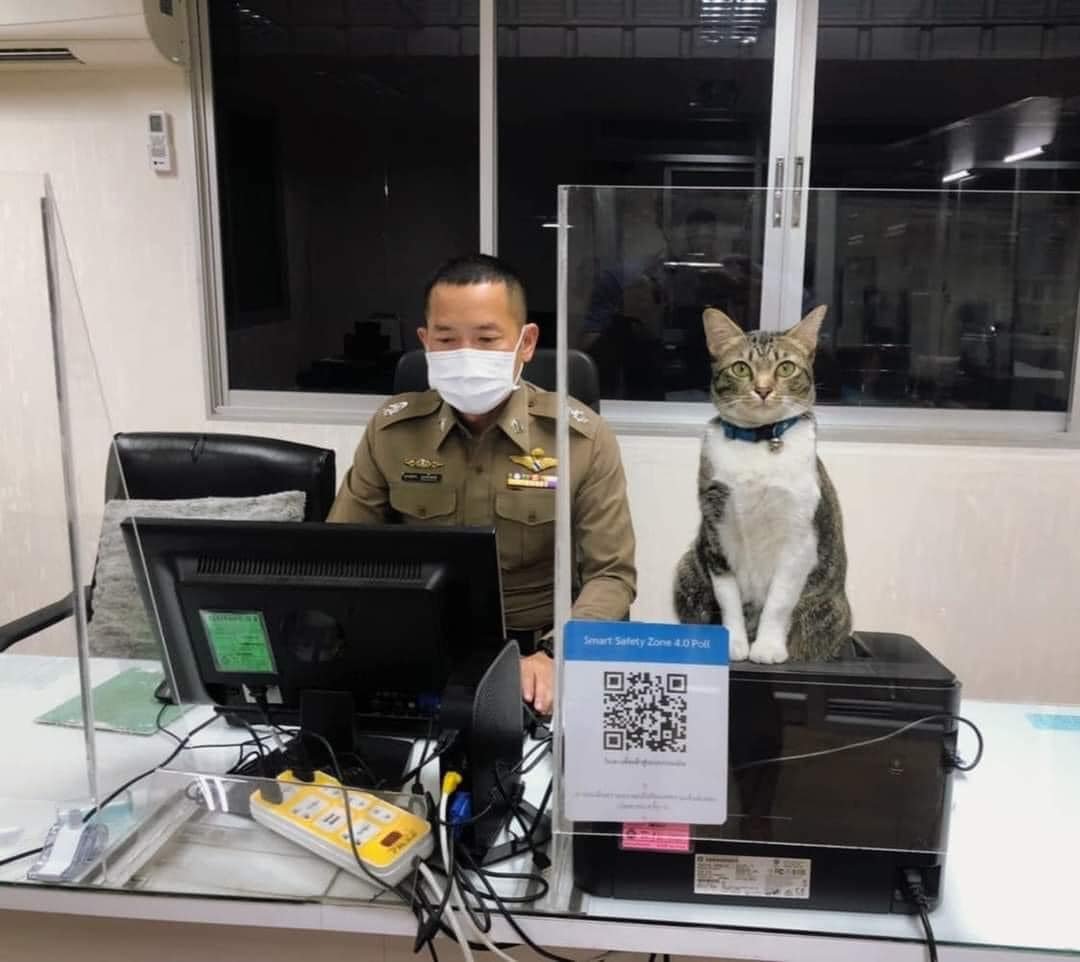 cats with jobs 🛠 tweet media
