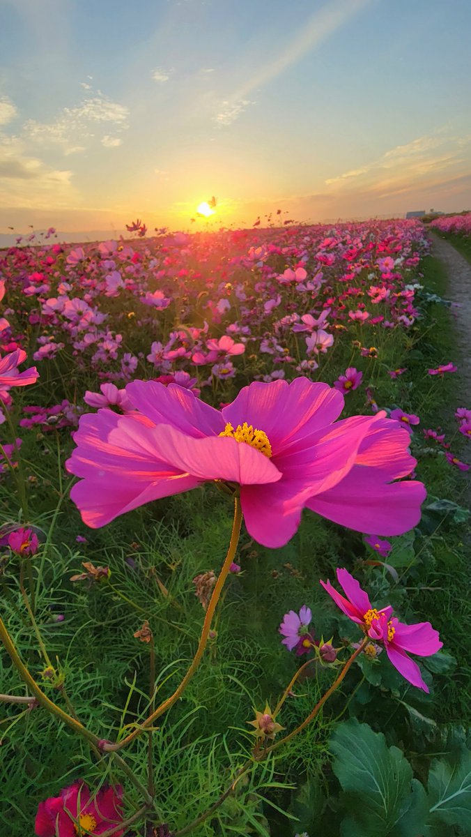 16Ril's tweet photo. @upwordrise @up_photo_theme Best Shot Gallery

秋桜
[ #10月の花 ]
[ #octoberflower] https://t.co/f8LU9L12HG