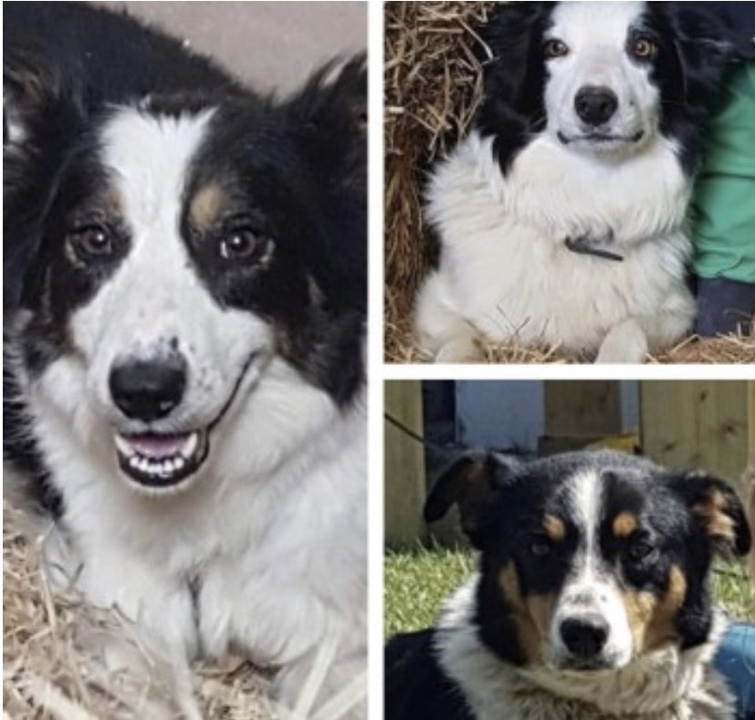 #findCasDelandNel 
THREE #sheepdogs / #Bordercollie STOLEN 30/12/21 
THEY ALL VANISHED AT THE SAME TIME FROM THEIR FAMILY #farm #Bodedern #Holyhead WALES 🏴󠁧󠁢󠁷󠁬󠁳󠁿 

ALL CHIPPED - NEVER FOUND 
These were not only working dogs BUT family pets MUCH LOVED 
DOGLOST ID - 172339/172337/162338