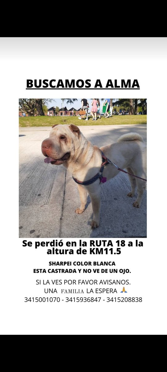 Joaquin_1908's tweet photo. Cualquier información, cualquier cosa que la vean comuníquense por favor. 3413938006
Es mi perra. https://t.co/0yrjFBDeRH