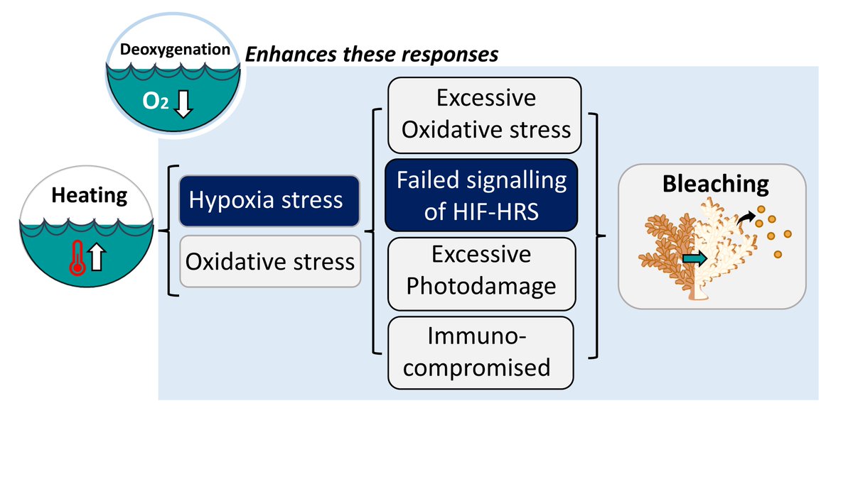 Last #PhD chapter is out!🎉 #Deoxygenation lowers thermal thresholds of corals! …& #hypoxia stress is evident even under heat stress alone, impacting critical processes in early bleaching phases go.nature.com/3fpsWlU Huge THANKS to @reefgenomics @DavidJSuggett Gabi & et al!