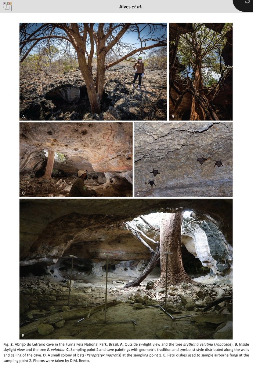 JadsonDPB's tweet photo. 🍄🕷🙃🦇 Our new paper "Unravelling the fungal darkness in a tropical cave: richness and the description of one new genus and six new species" is online! @_Westerdijk_
@ufg_oficial @ufpeoficial #icmbio #cecav https://t.co/Ef9RZK5sm5 https://t.co/ihWJswOw32
