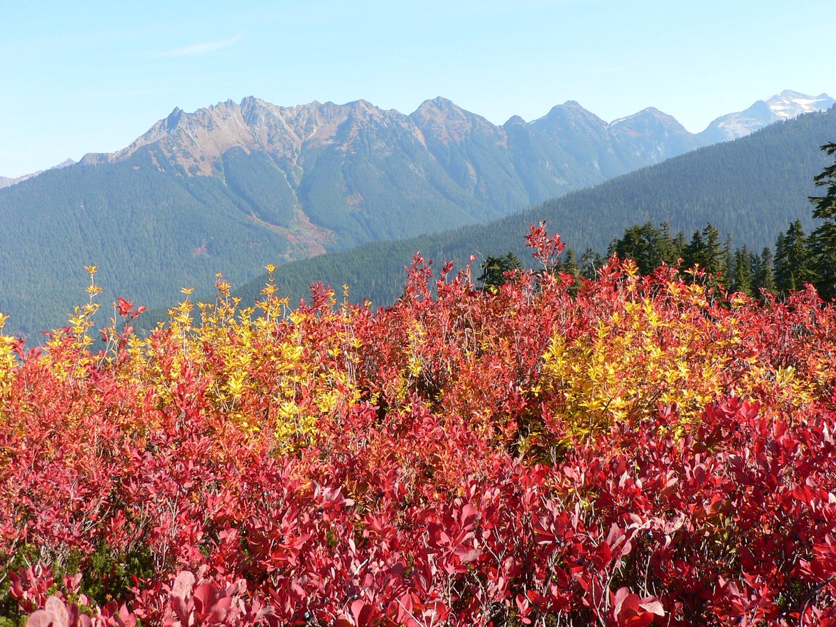 ForestServiceNW's tweet photo. “I cannot endure to waste anything so precious as autumnal sunshine by staying in the house."

—Nathaniel Hawthorne https://t.co/7TFjDvLp6Y