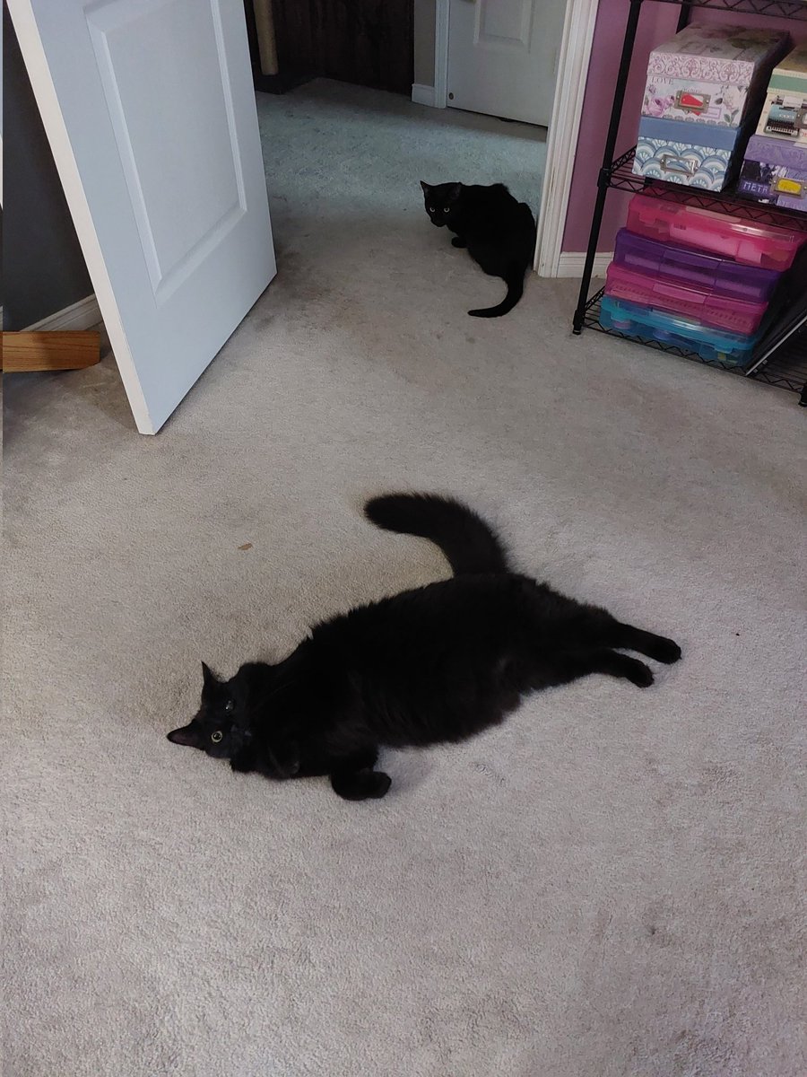 RossyOnTheMic's tweet photo. My segments on @AccessibleMedia's 'Now With Dave Brown' is broadcast in front of a live studio audience.
#CatsOnTwitter
#BlackCatsRule
#NWDB
#BroadcastingFromHome https://t.co/EWR57hUPqN