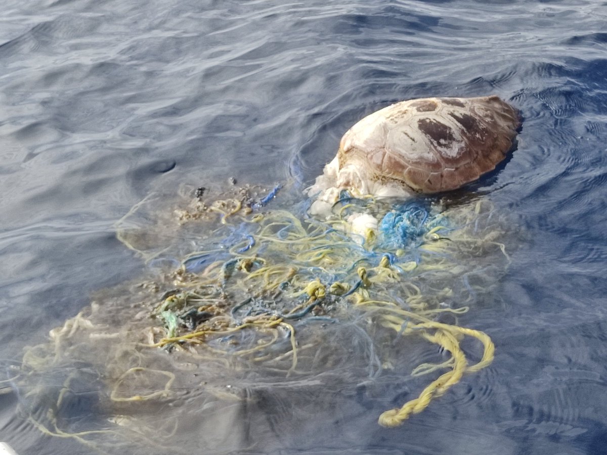 mvvictori's tweet photo. Hoy desgraciadamente hemos encontrado una tortuga sin vida enganchada en una red de pesca a la deriva. Costa E de Menorca, viento del E-SE flojo @cvvictori @FullanaMario @BVG_soleado @obsdelmar @la_mar_neta @ambienteeuropeo #menorcanatura https://t.co/jVe4N4jU6S
