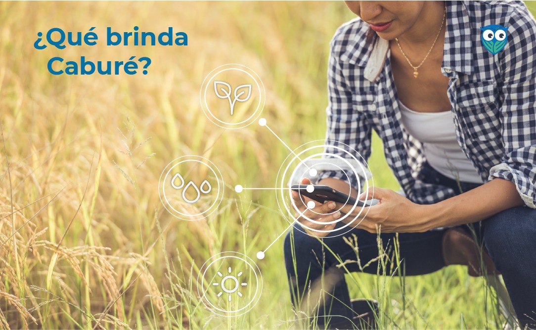 Caburearg's tweet photo. 👉🏼Qué brinda Cabure?
Permite carga de datos y análisis de información sobre:
✅la producción de cultivos, ✅visualizar información de clima y lluvias de manera georreferenciada y con pronósticos específicos para sus campos🌱
#agtech #agricultura #agro #Clima
 @ArableLabs https://t.co/5W6AjPKy24