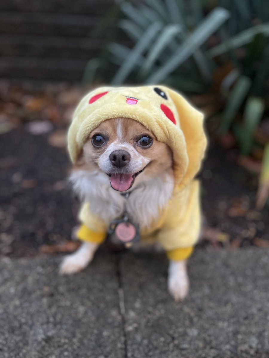 ericacameron's tweet photo. Happy Halloween!!! @breakfasttv  my puppy loved her evening out! https://t.co/bZ0IROjSt9
