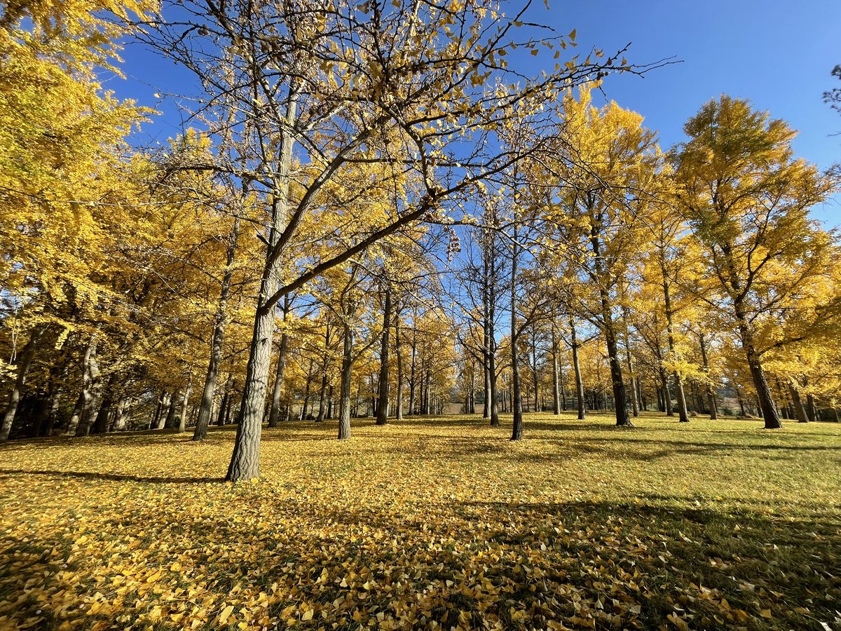 ClaireA_Wx's tweet photo. Next stop, the Golden Gingko Grove located at the State Arboretum of Virginia at Blandy Experimental Farm!
Beautiful yellow trees, but they have a unique/stinky smell to their fruit! #ginkotrees #Virginia #fox5dc https://t.co/WzSghFDFOz