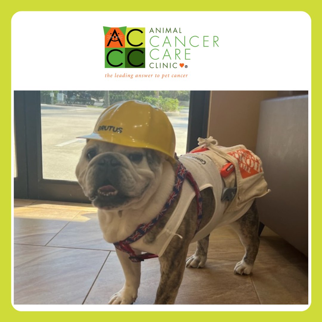PetCancerCare's tweet photo. Brutus, an Animal Patient of Dr. Roof's, is ready for his job at Tool and Drool Construction Company after his appointment at our Melbourne office. #AnimalCancerCareClinic https://t.co/mWHhjiHVA8