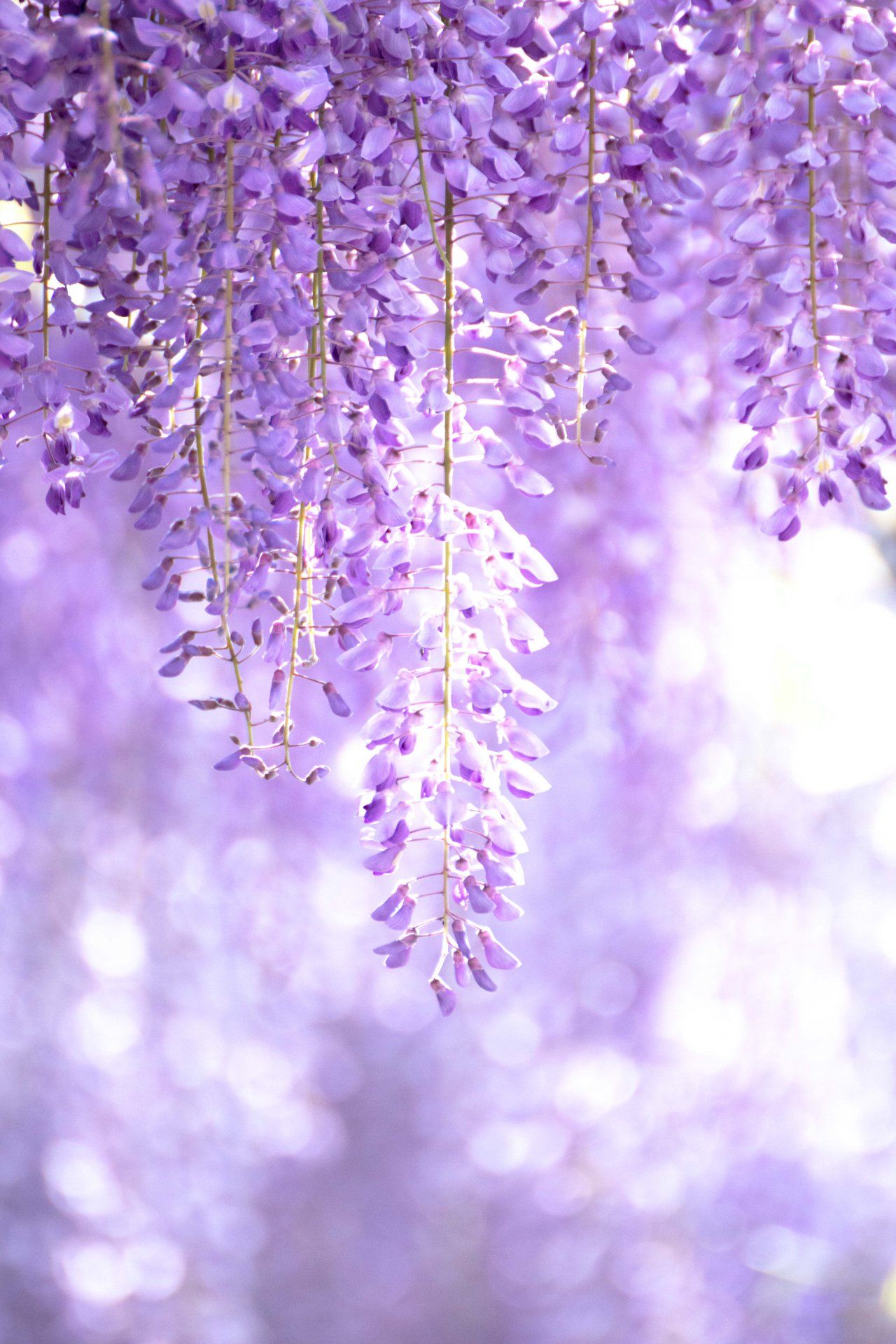 藤の花 Twitter Search Twitter