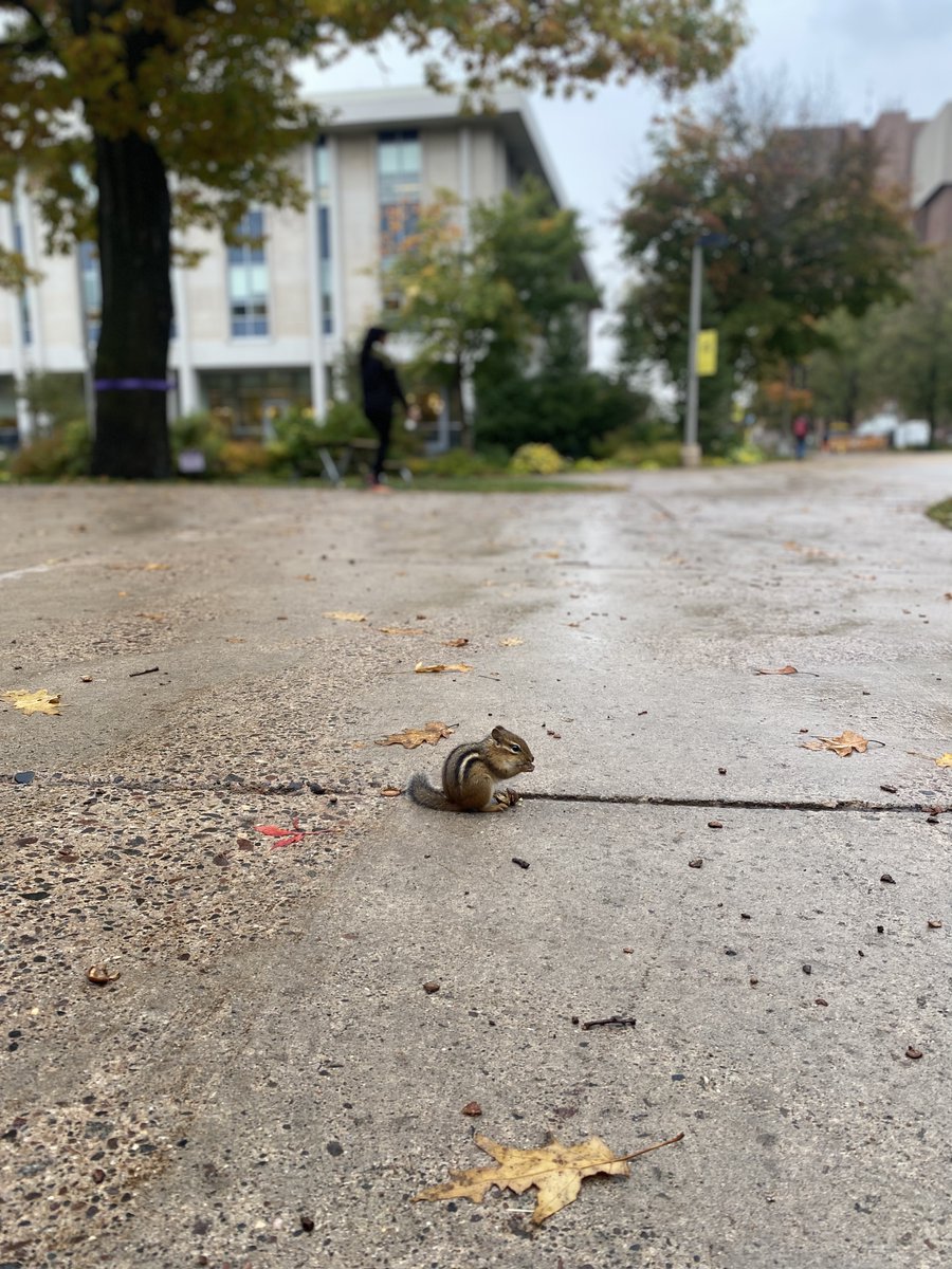 mtucege's tweet photo. Are you prepared for #winter?
This photo taken by Sepehr Tavassoli is Shelle's pic for the honorable mention of the CEGE Holiday Card. #michigantech #chipmunk #preparingforwinter https://t.co/HSD1SqNkhj