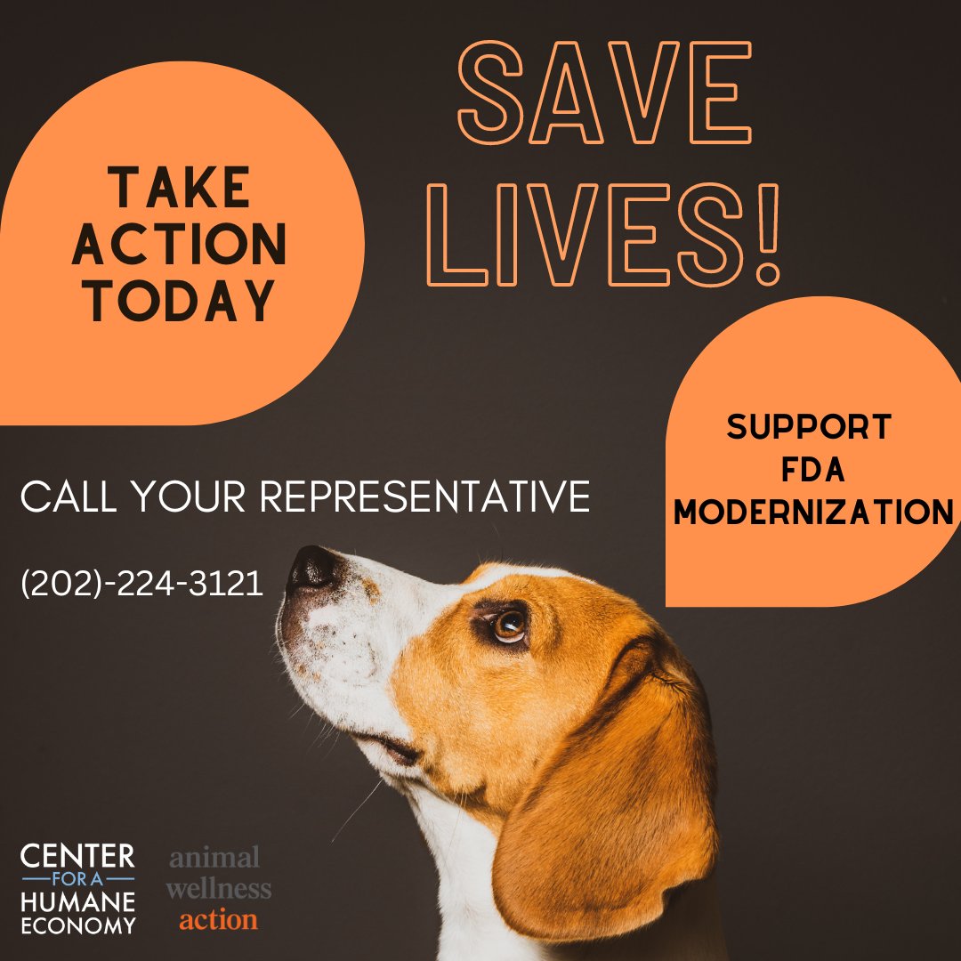 TheHumaneCenter's tweet image. Our day of action is today! Call 202-224-3121 and ask your representative to support the FDA Modernization Act 2.0. It means better medicine for people and relief from cruel testing for animals. #fdamodernizationact #FDA