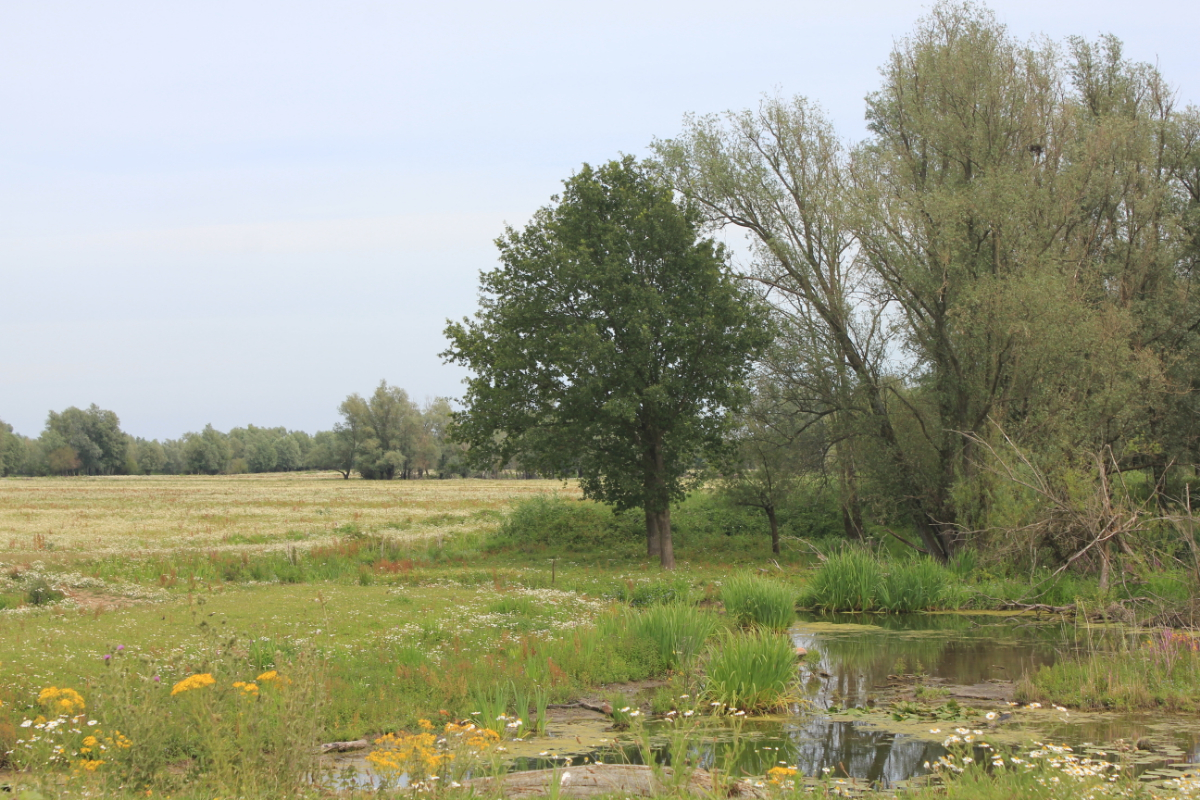 Tijd om te struinen🔎🧭

👉Tijdens de Struintochten in de uiterwaarden van het Munnikenland rond Slot Loevestein ontdek je onder leiding van een gids van Staatsbosbeheer meer over dit prachtige gebied. 🌿🍂

Wil je mee of meer weten?
ap.lc/4Avos