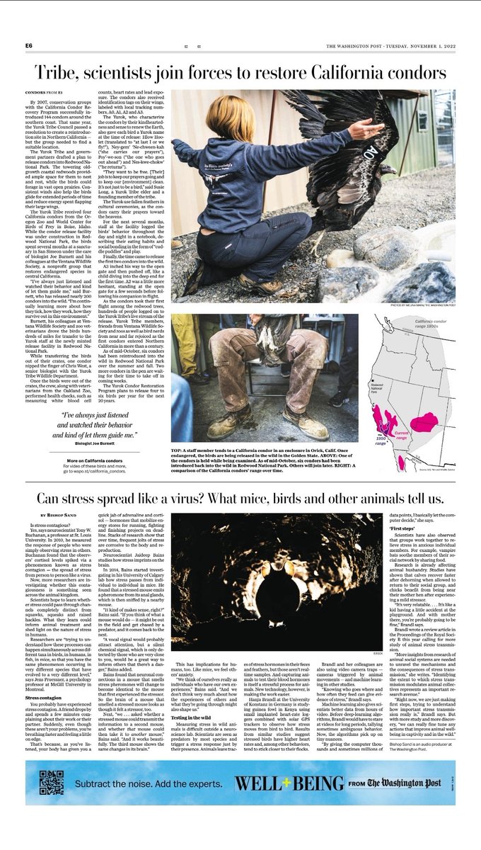Condors!! The @washingtonpost health & science section is a real hoot today! Read this extremely visual piece from me and my talon-ted colleagues: washingtonpost.com/climate-soluti… With @byaliceli, @melinamara, @dsarkisova, and many more!