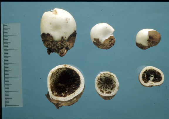 Claustula fischeri K.M. Curtis
スッポンタケ目、Claustulaceaeより1属1種の腹菌。
地上生のシクエストレート菌(地下生菌の仲間)。
卵様の菌蕾からまた卵様の子実体が現れる。つまり粉状のグレバが子実体と菌蕾と二段階に内包される珍妙な構造。
俗称をFischer's egg、あるいはBunyip egg。
#珍菌